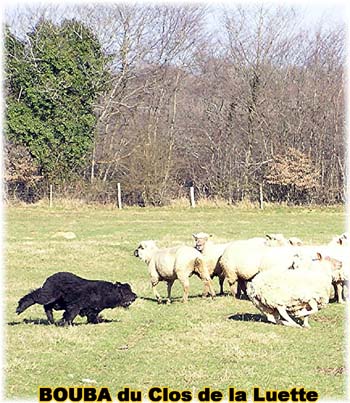 le bouvier des flandres et les moutons - Elevage du CLOS DE LA LUETTE - COPYRIGHT DEPOSE